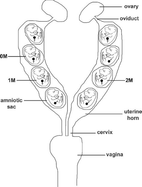 anatomic mouse|female reproductive mouse anatomy.